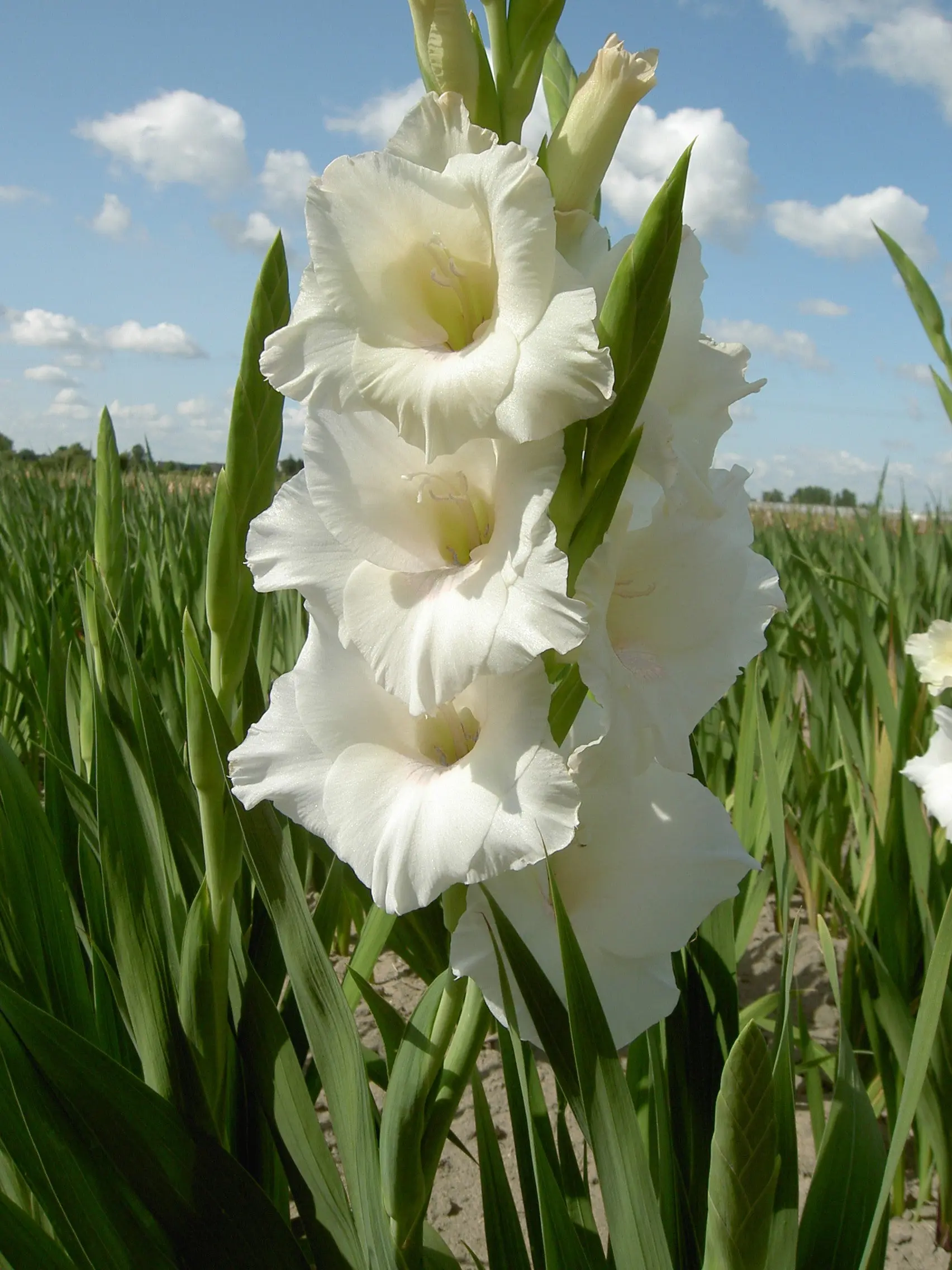 Gladiole - Gladiole Piet Mohlen  marime 12/14