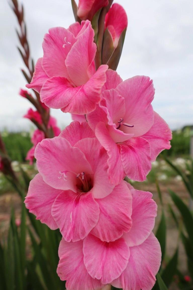 Bulbi de primavara - Gladiole Pink Event marime 12/14