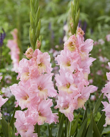 Gladiole Pink Lightning  marime 10/12 [1]