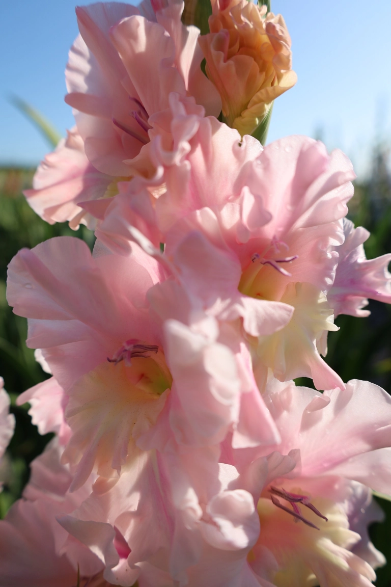 Gladiole - Gladiole Pink Lightning  marime 10/12