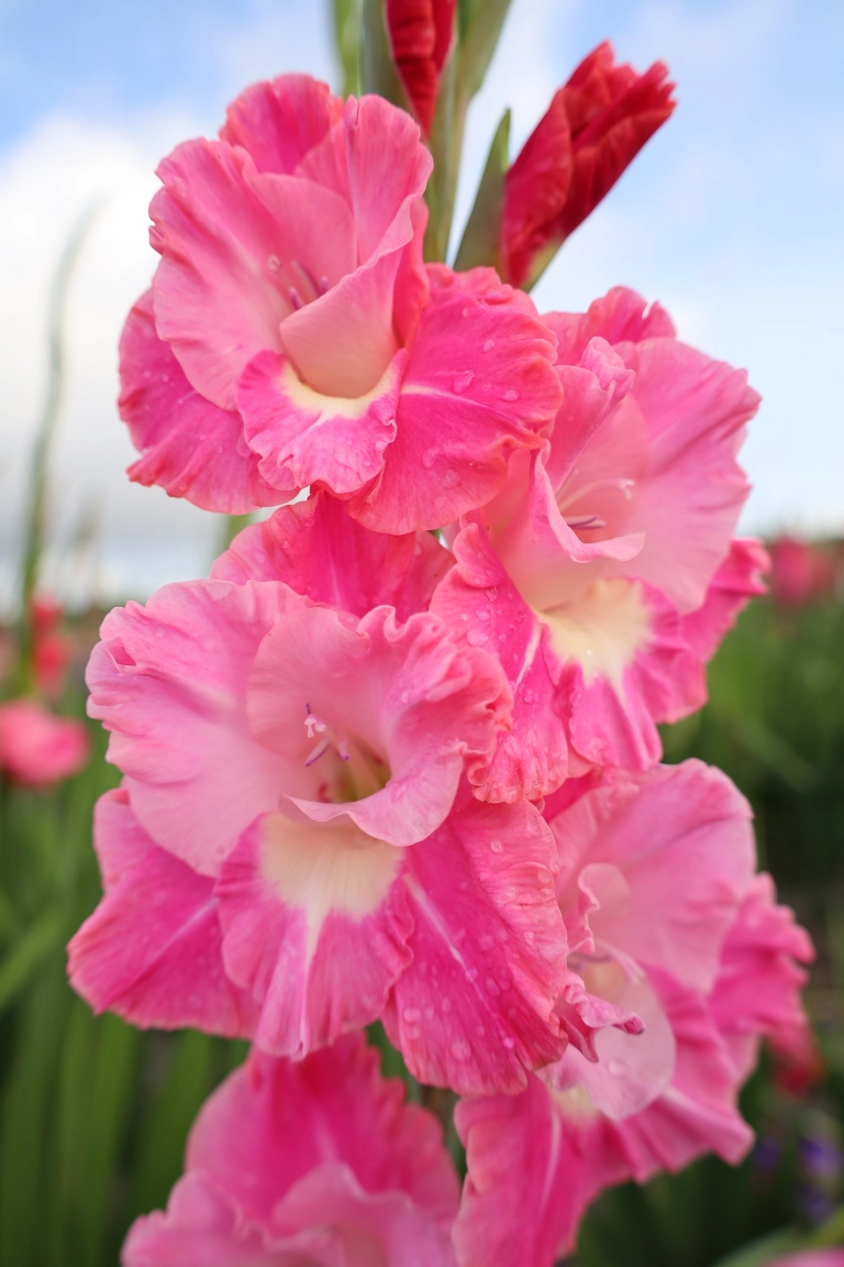 Bulbi de primavara - Gladiole Pink Parrot  marime 12/14