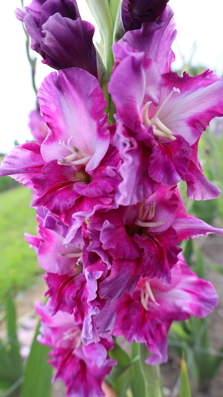Gladiole - Gladiole Purple Art  marime  14/16