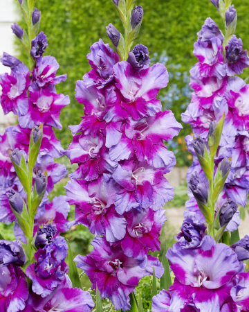 Gladiole Purple Art  marime  14/16 [1]