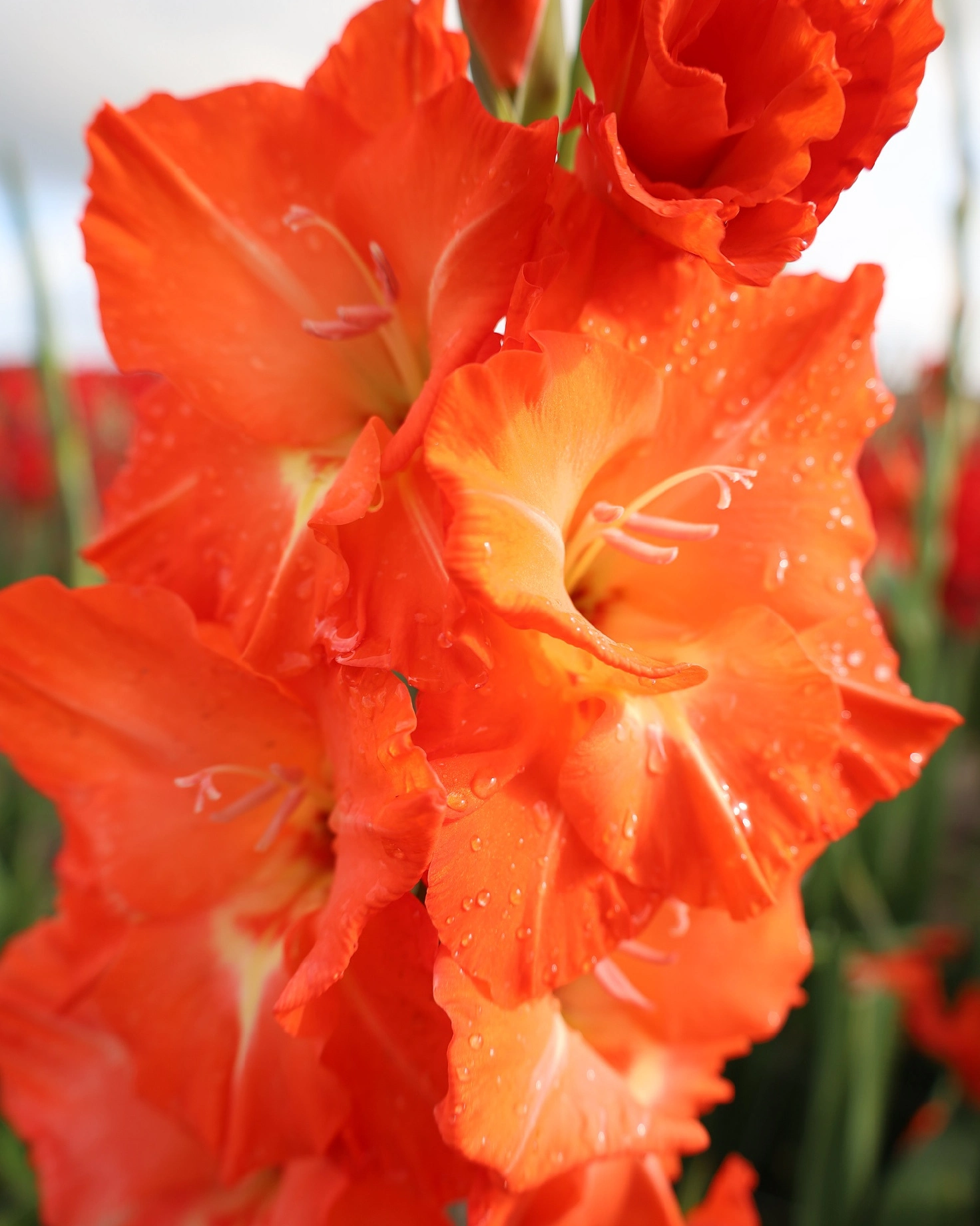 Bulbi de primavara - Gladiole Stormy  marime 12/14
