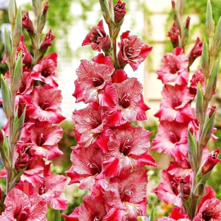 Gladiole Strawberry Swirl  marime 12/14 [1]