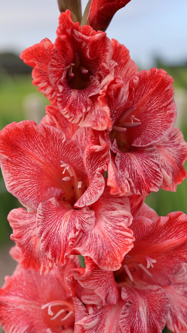 Gladiole - Gladiole Strawberry Swirl  marime 12/14