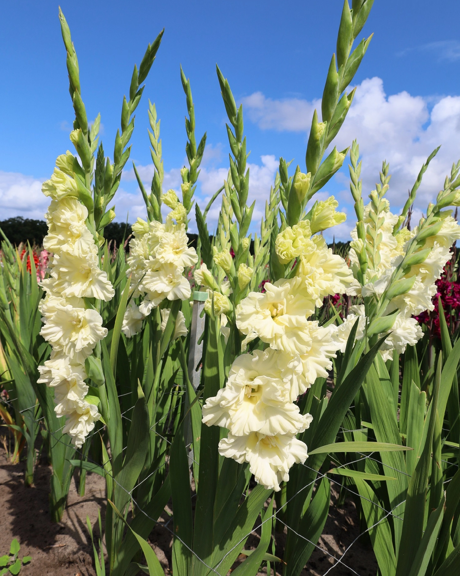 Gladiole Sweet Crystal  marime 12/14 [1]