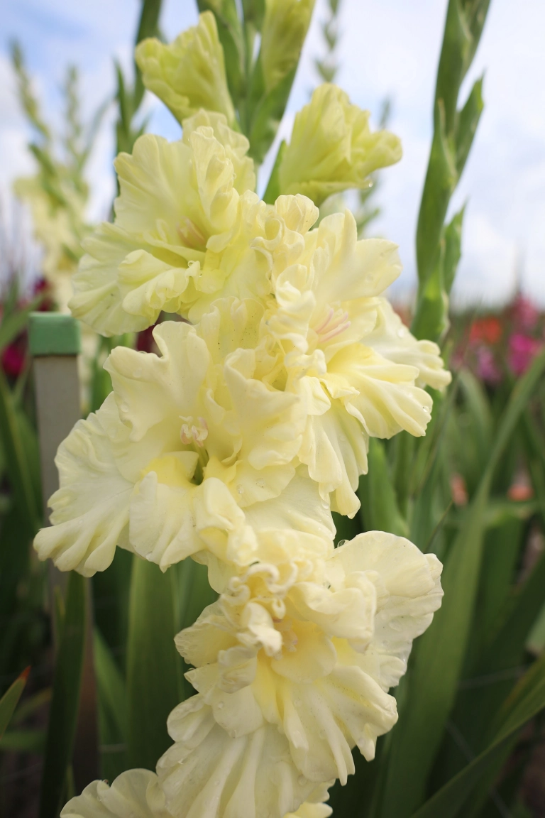 Gladiole - Gladiole Sweet Crystal  marime 12/14