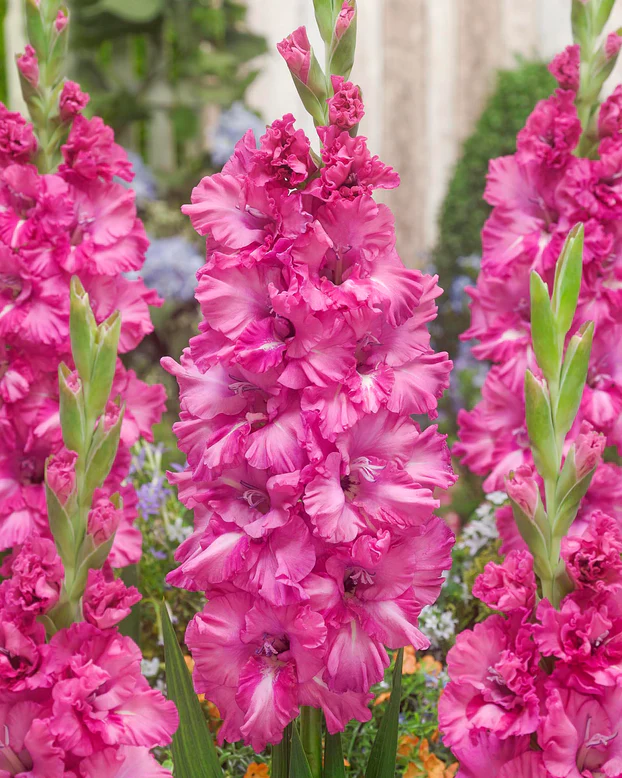 Gladiole Sweet Love  marime 12/14 [1]