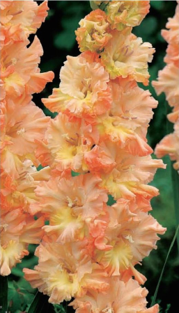 Gladiole - Gladiole The Great Queen Elizabeth  marime 12/14