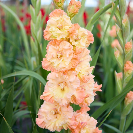 Gladiole The Great Queen Elizabeth  marime 12/14 [1]