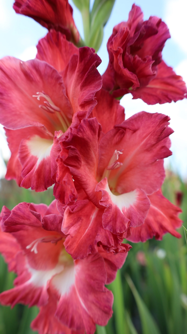 Gladiole - Gladiole Tiramisu  marime 12/14