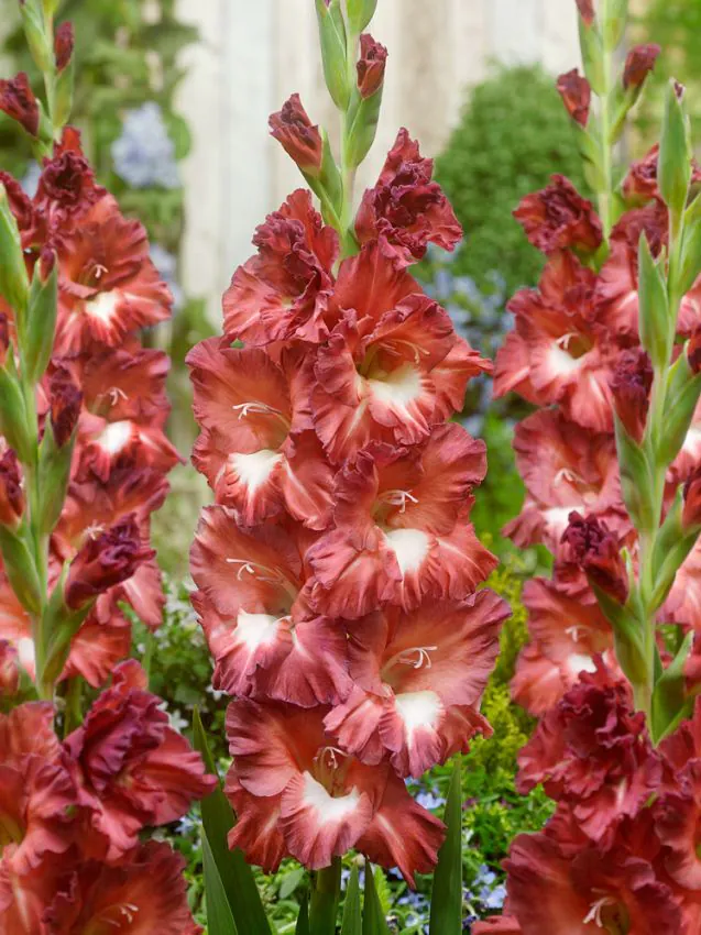 Gladiole Tiramisu  marime 12/14 [1]
