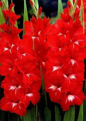 Gladiole - Gladiole Traderhorn  marime 12/14