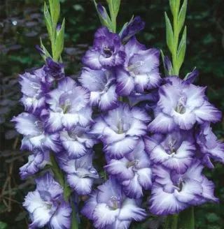 Bulbi de primavara - Gladiole Triton marime 10/12