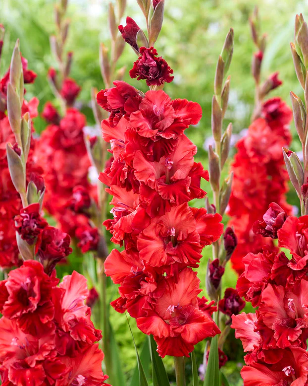 Gladiole Velvet Raspberry  marime 12/14 [1]