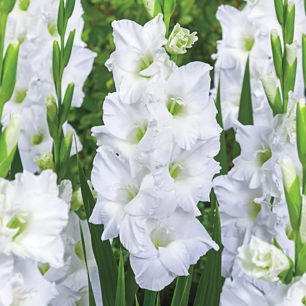 Gladiole - Gladiole White Prosperity marime 12/14