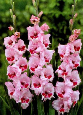 Gladiole - Gladiole Wine and Roses  marime 14/16