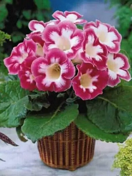 Gloxinia - Gloxinia Blanche de Meru 1 buc 5/6