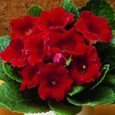 Gloxinia - Gloxinia Defiance 1 buc marime 5/6