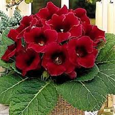 Gloxinia - Gloxinia Etoile de Feu 1 buc marime 5/6