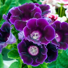 Gloxinia - Gloxinia Hollywood 1 buc marime 5/6
