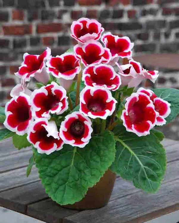 Gloxinia - Gloxinia Kaiser Friedrich 1 buc marime 5/6