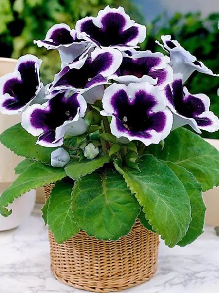 Gloxinia - Gloxinia Kaiser Wilhelm 1 buc marime 5/6