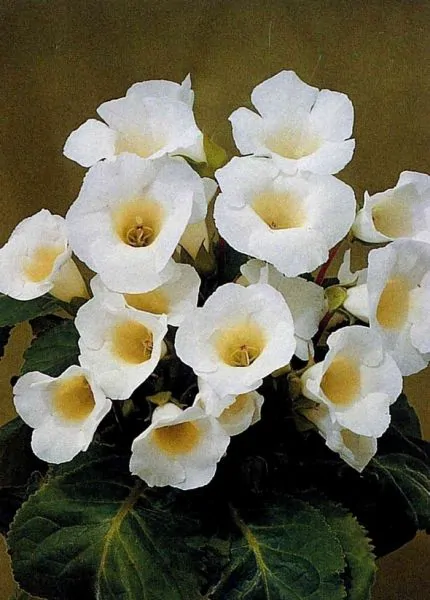 Gloxinia - Gloxinia Mont Blanc 1 buc marime 5/6