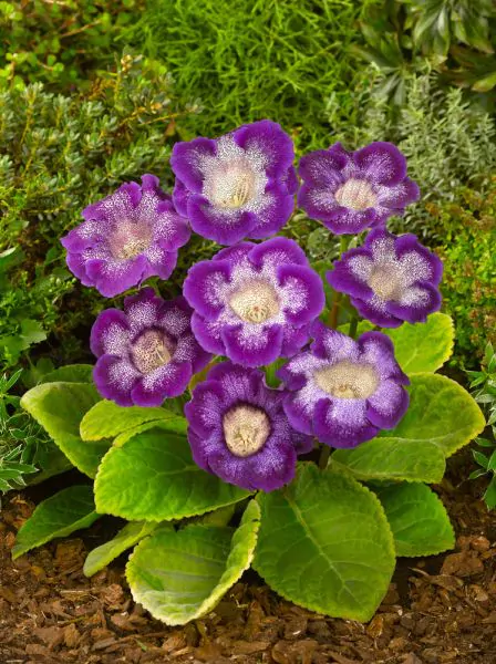 Gloxinia - Gloxinia Tigrina  Blue 1 buc marime 5/6