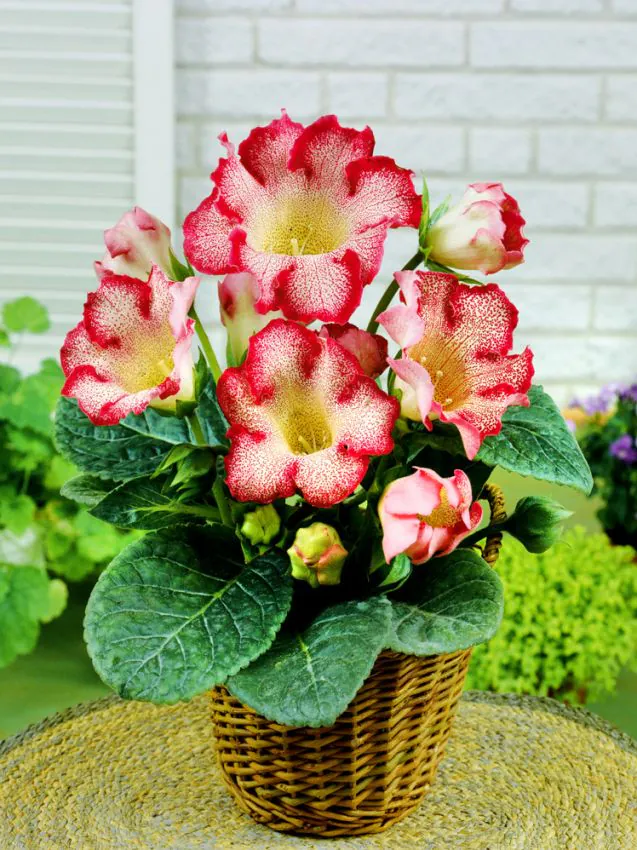 Gloxinia - Gloxinia Tigrina Red 1 buc marime 5/6