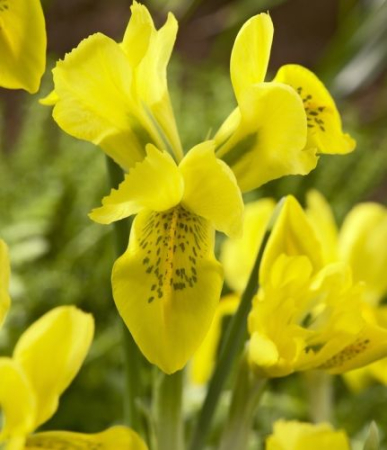 Irisi - Iris danfordiae 5 buc marime 5/6