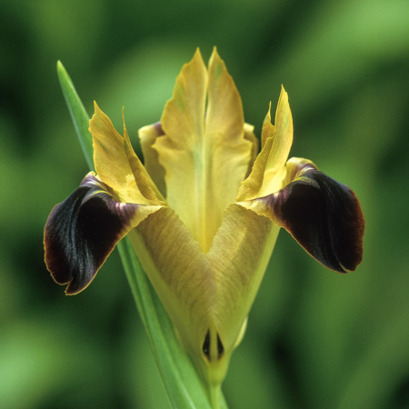 Diverse - Iris Hermodactylus tuberosus ( cap de sarpe) 5 buc marime I