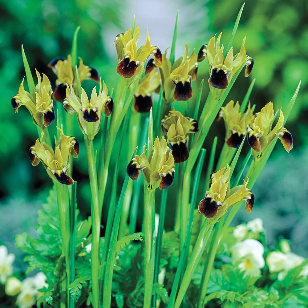 Iris Hermodactylus tuberosus ( cap de sarpe) 5 buc marime I [1]