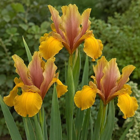 Irisi - Iris hollandica Bronze Riviera 10 buc marime 6/7