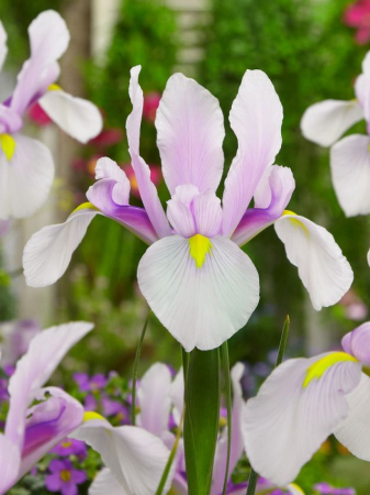Irisi - Iris hollandica Carmen 10 buc marime 6/7