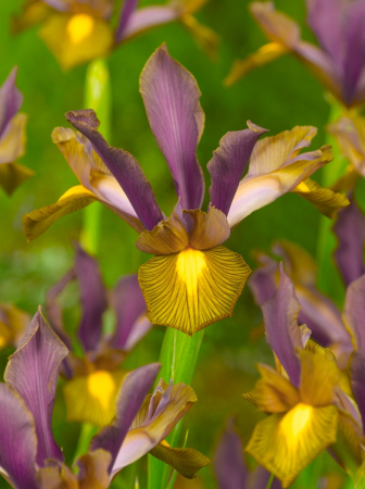 Irisi - Iris hollandica Lion King 10 buc marime 6/7