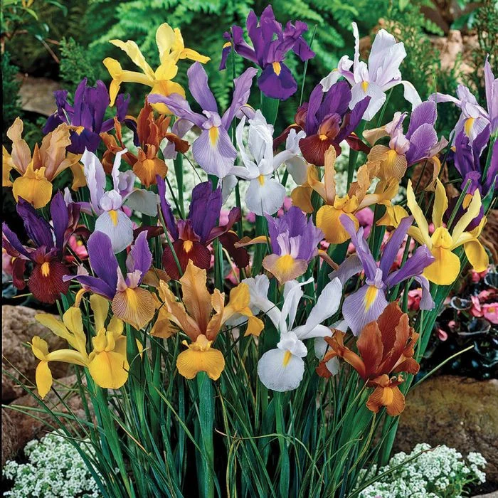 Irisi - Iris hollandica mix 10 buc marime 8/10
