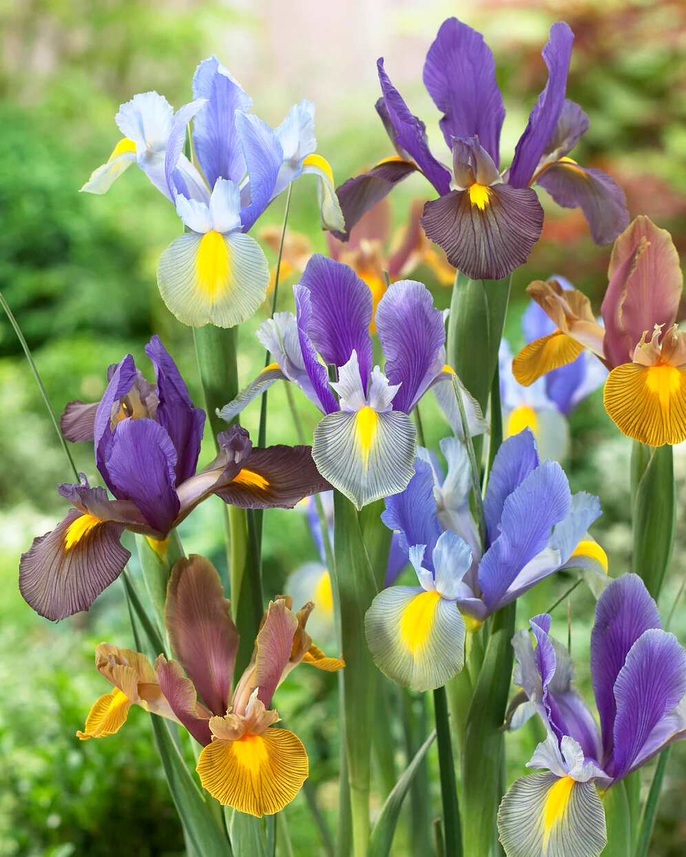 Irisi - Iris hollandica  Tiger mix 10 bucati
