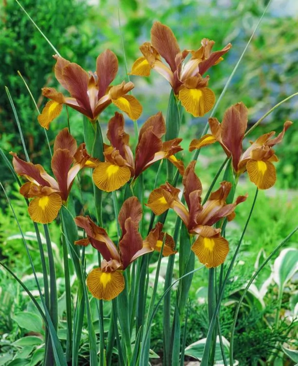 Iris hollandica mix 10 bucati [2]