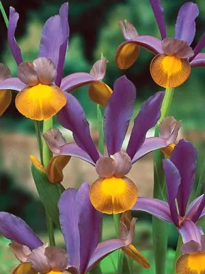 Iris hollandica mix 10 bucati [3]