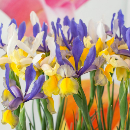 Irisi - Iris hollandica mix Mysterious Rainbow 10 buc marime 7/8