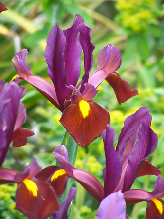 Irisi - Iris hollandica Red Ember 10 buc marime 6/7