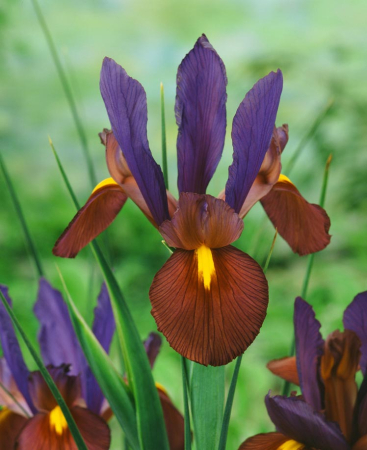Irisi - Iris hollandica Tiger Eye 10 buc marime 6/7