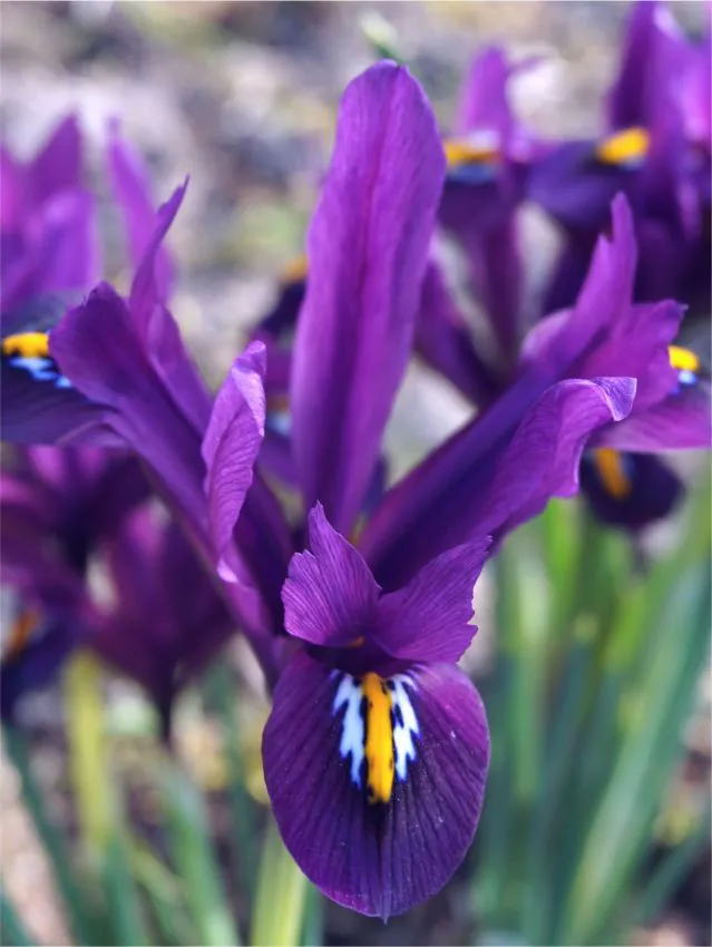Irisi - Iris reticulata de culoare violeta 5 buc 