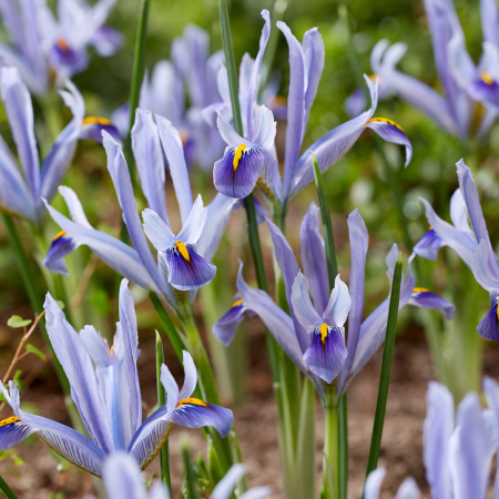 Irisi - Iris reticulata Angela 5 buc marime 5/6
