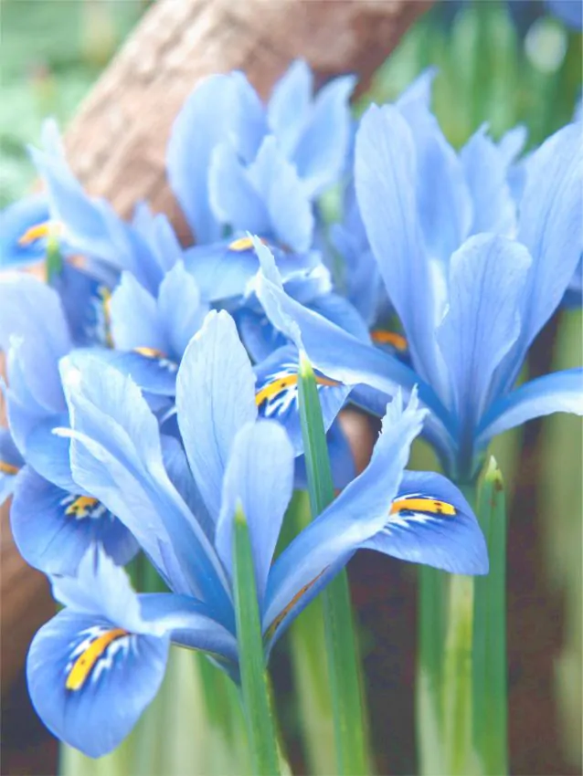Irisi - Iris reticulata ( pitic ) Blue Planet  de culoare albastru deschis