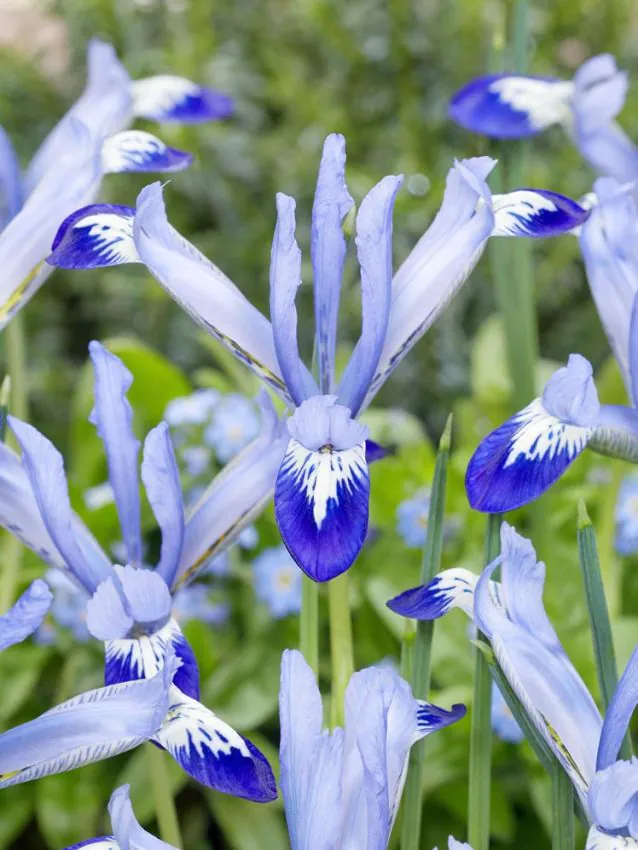 Irisi - Iris reticulata Clairette 5 buc marime 5/6