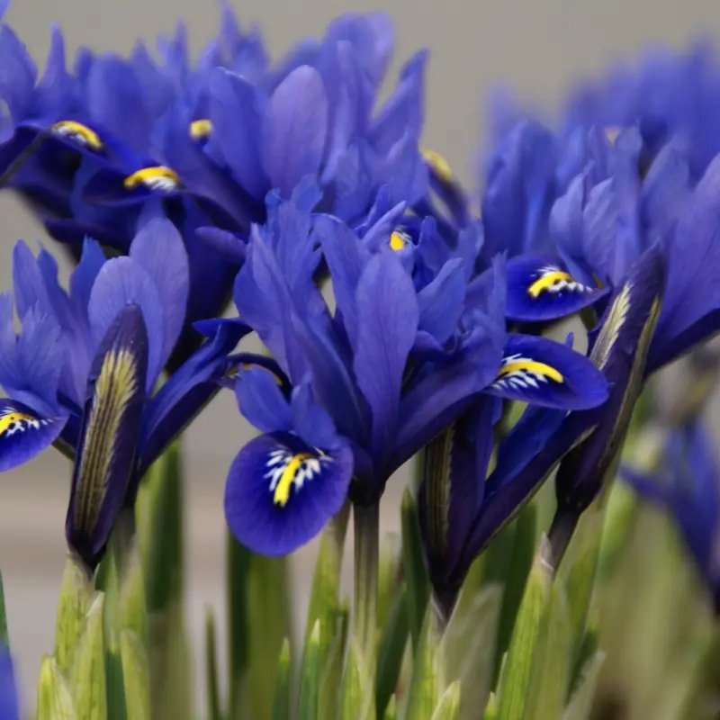 Irisi - Iris reticulata Harmony 5 buc marime 5/6