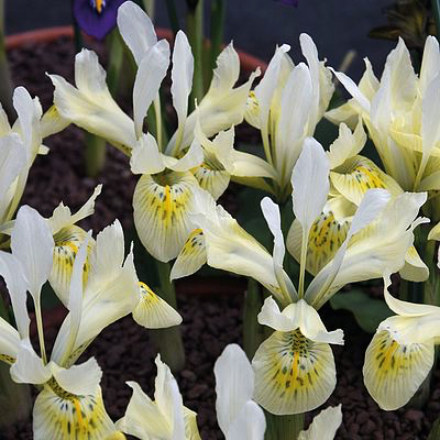 Irisi - Iris reticulata Katharina Gold 5 buc marime 5/6